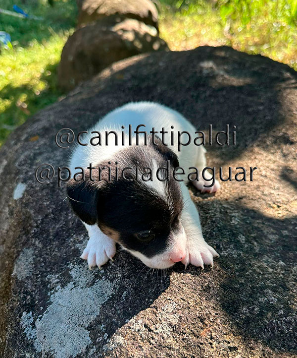 Filhote macho Jack Russell Terrier tricolor vendido